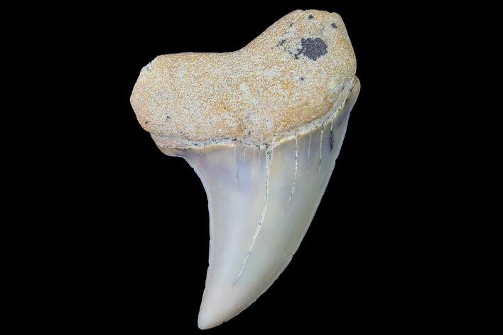 Fossil Shark Tooth (Carcharodon planus) - Bakersfield, CA #178288